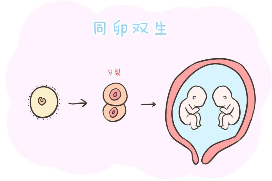 备孕吃什么排卵 第4张-备孕-孕期检查-孕产妇食谱-胎教育儿