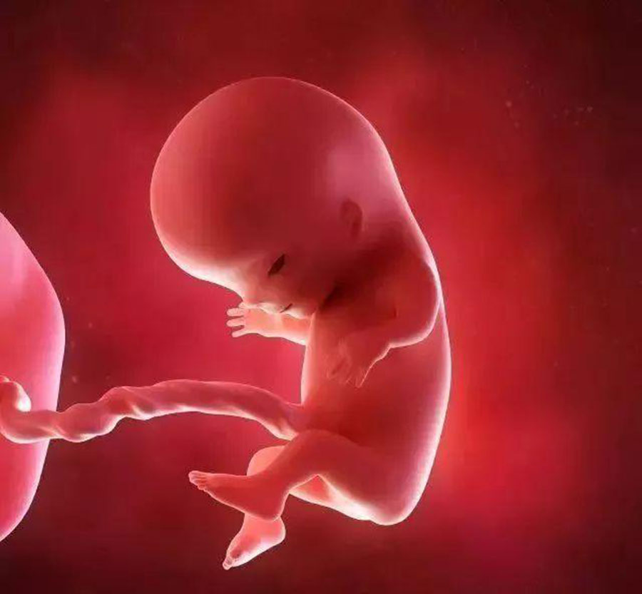 11周胎儿发育指标 第2张-备孕-孕期检查-孕产妇食谱-胎教育儿