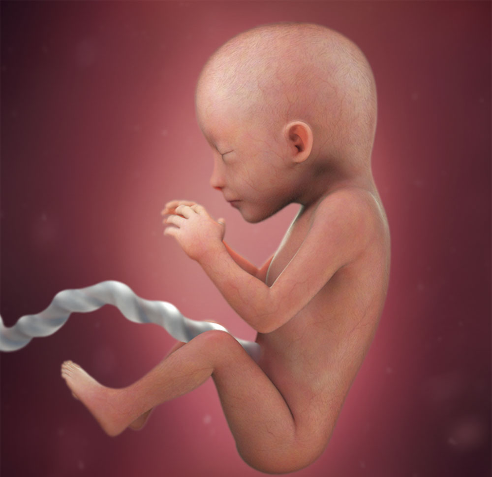 19周胎儿发育指标 第2张-备孕-孕期检查-孕产妇食谱-胎教育儿