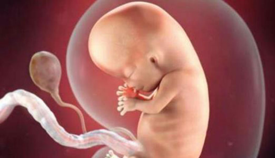 17周胎儿发育指标 第2张-备孕-孕期检查-孕产妇食谱-胎教育儿