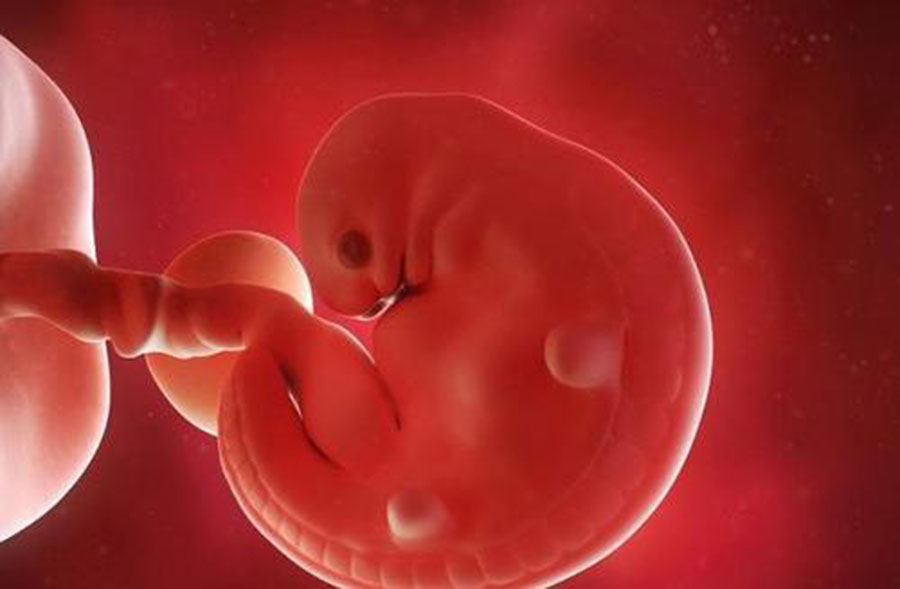 7周胎儿发育指标 第2张-备孕-孕期检查-孕产妇食谱-胎教育儿
