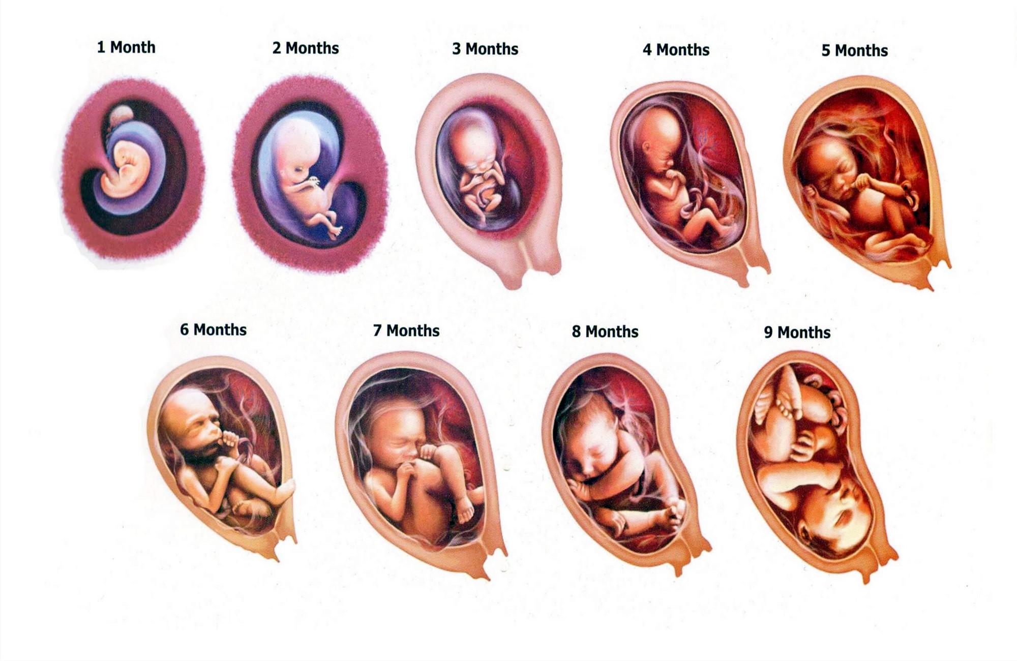 怀孕8个月胎动