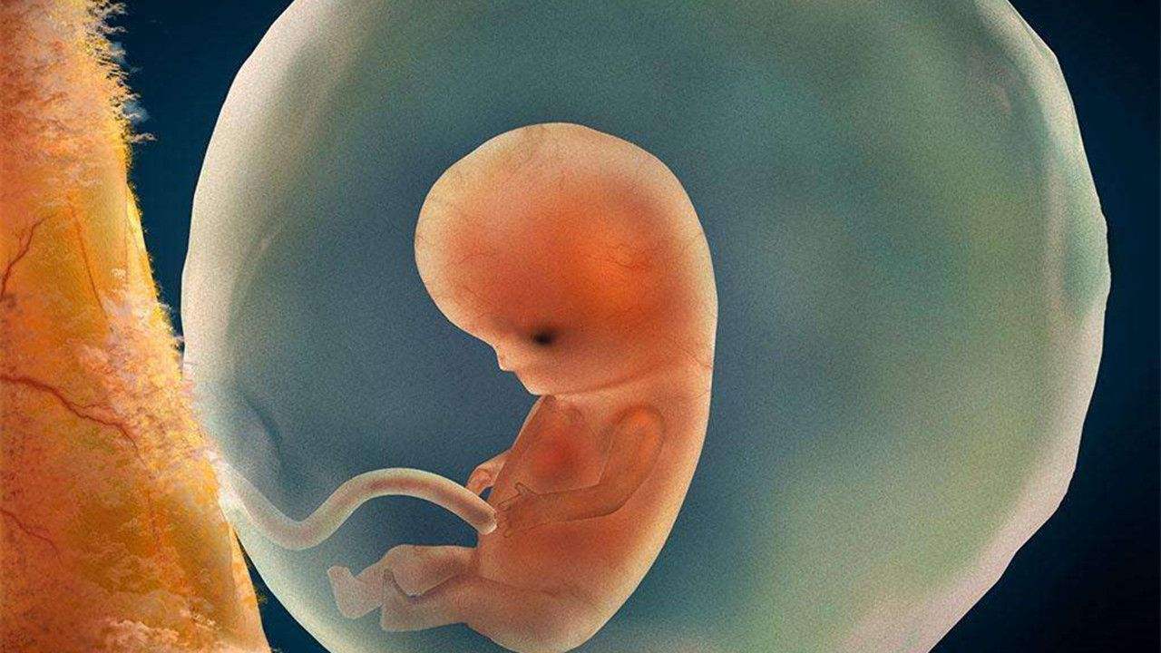 36周胎儿发育情况