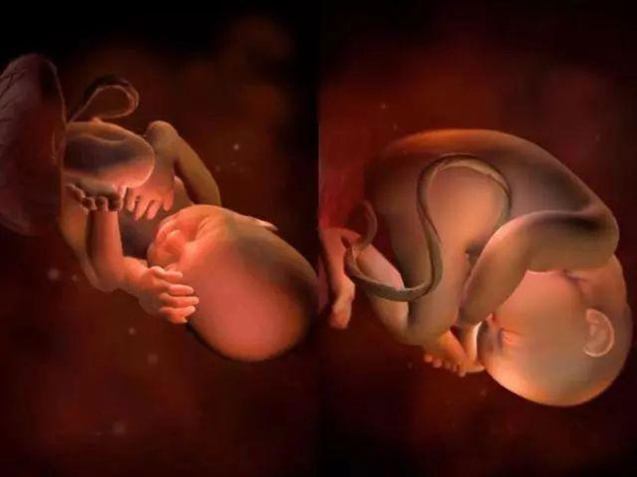 40周胎儿发育指标 第2张-备孕-孕期检查-孕产妇食谱-胎教育儿
