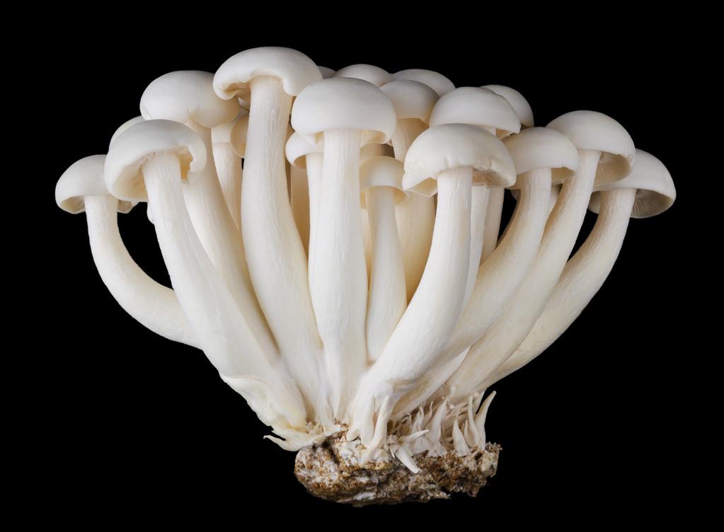 白蘑菇怎么洗