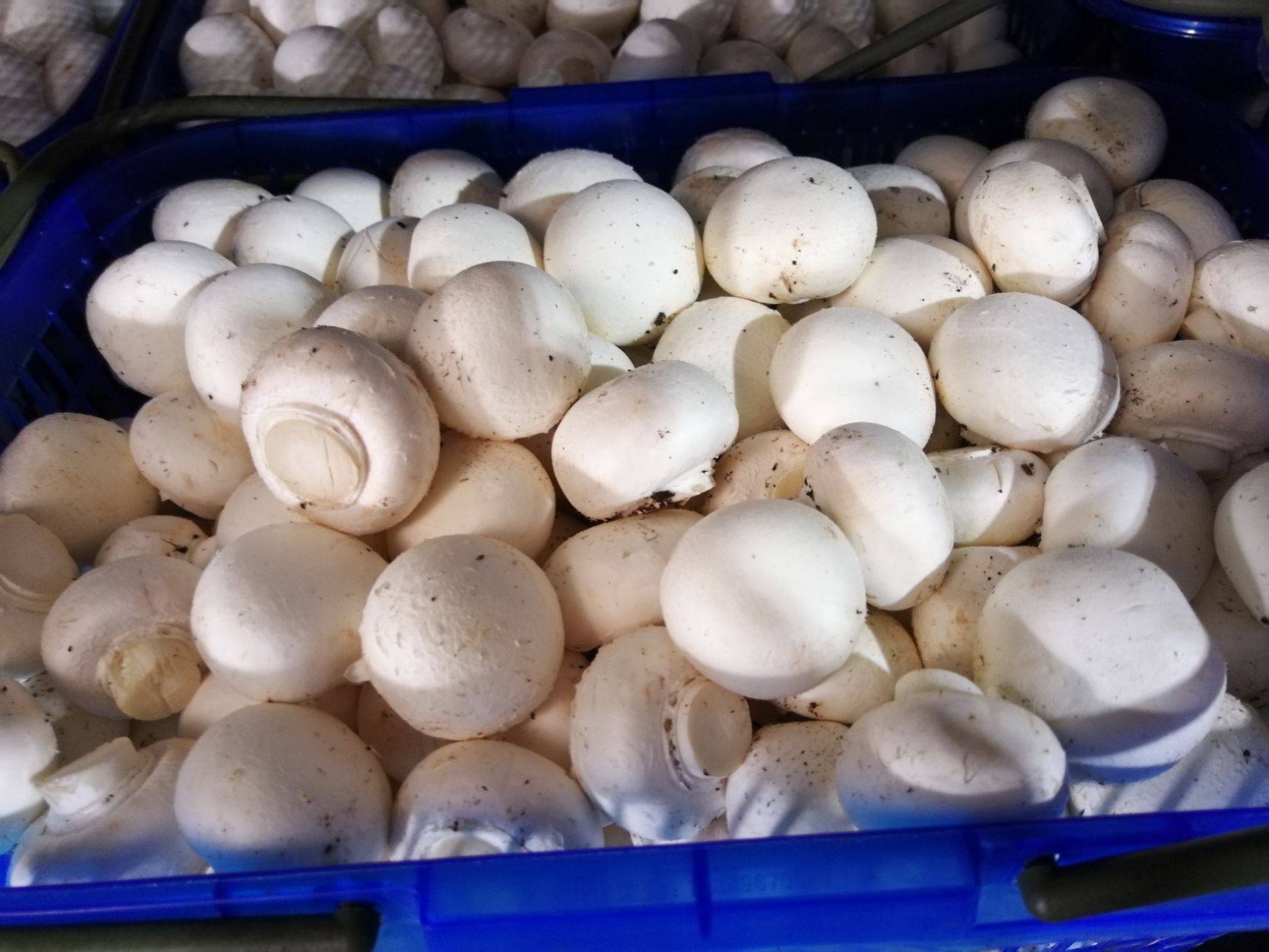 白蘑菇的营养价值