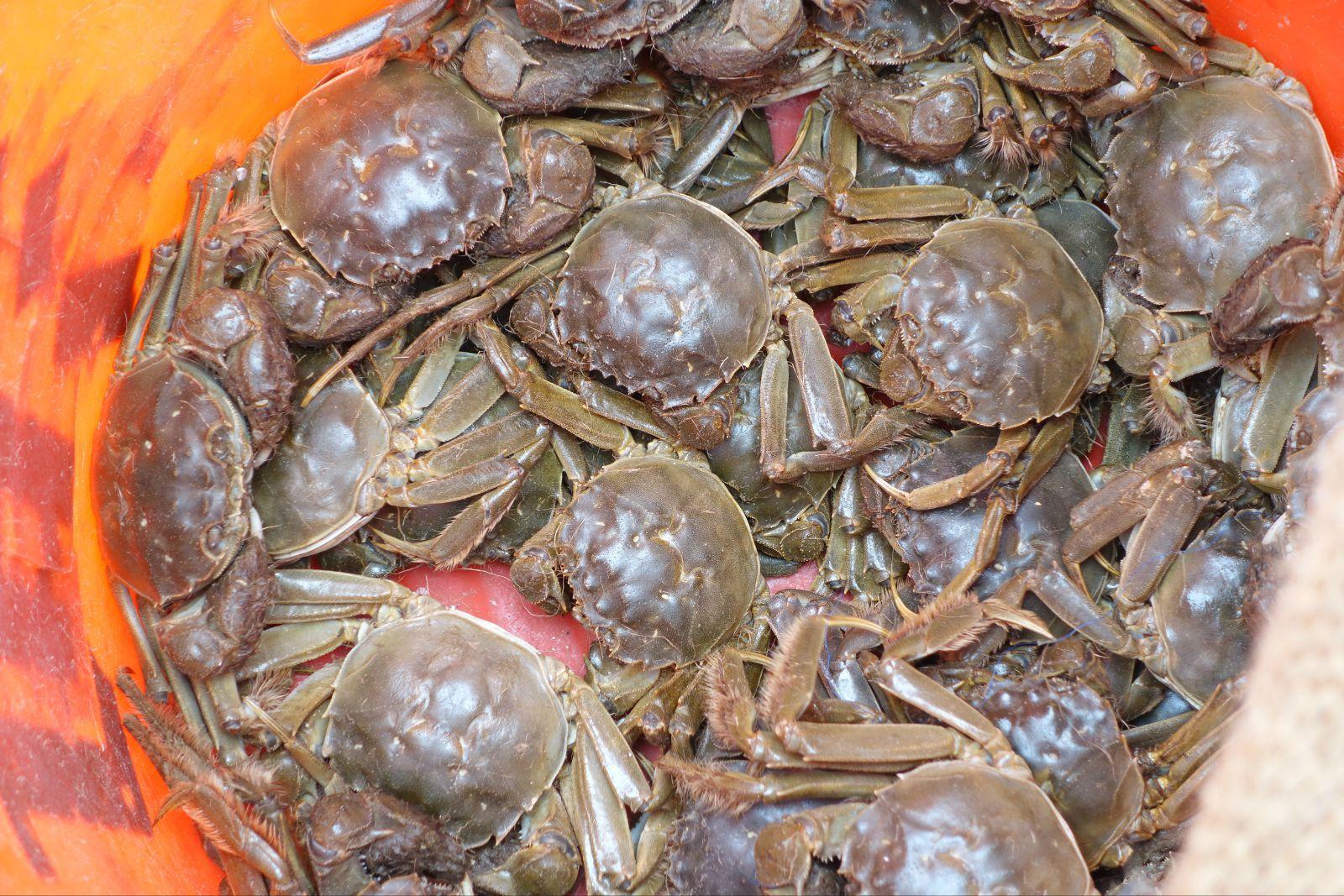 海蟹和河蟹的区别