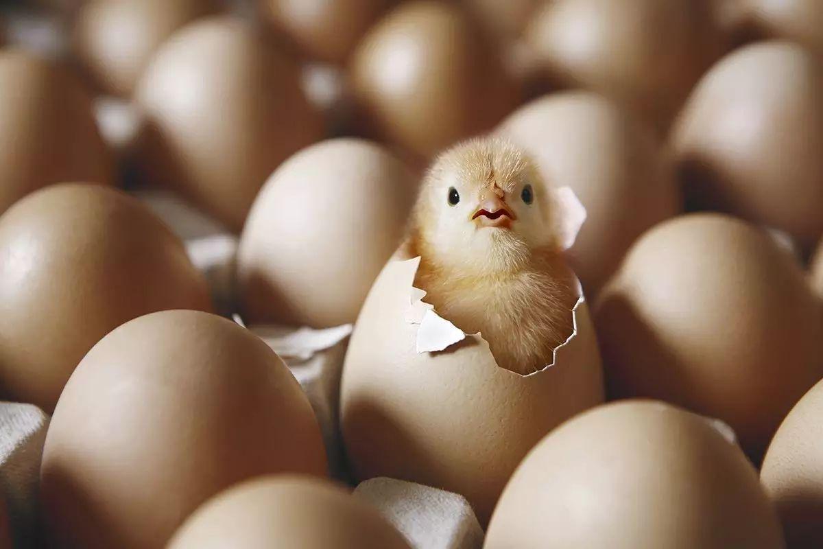 草鸡蛋的营养价值