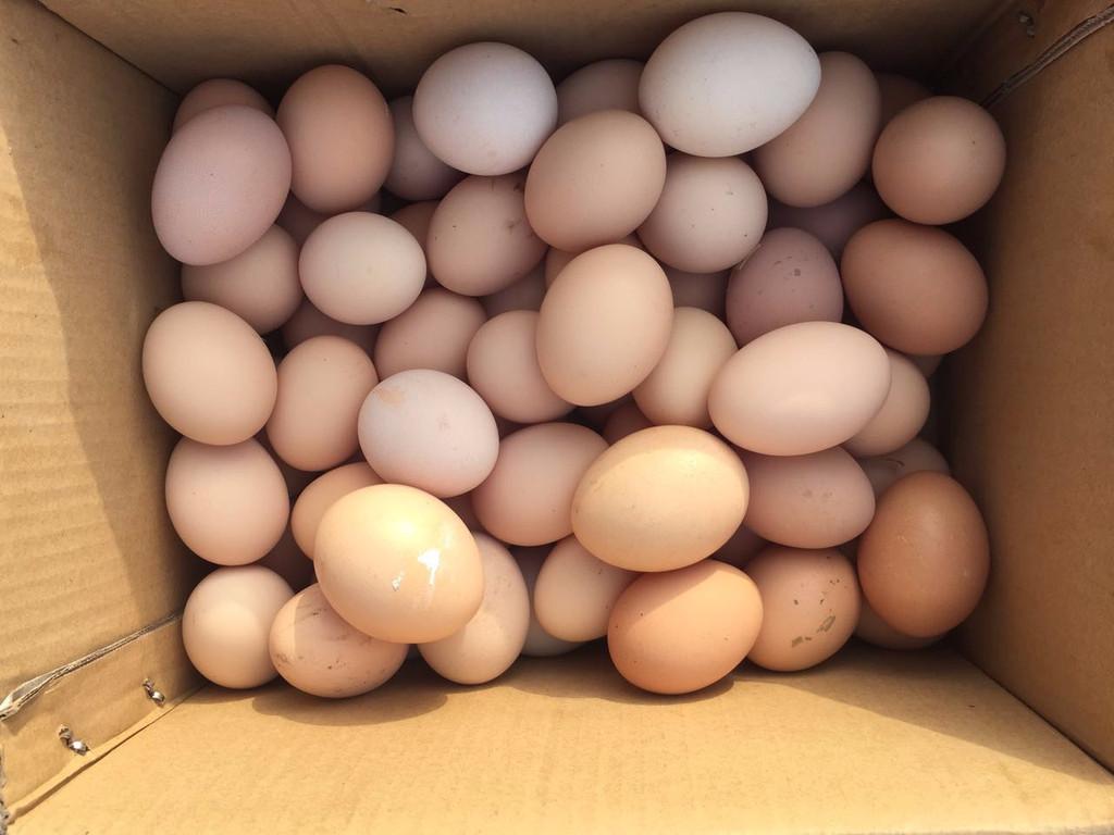 草鸡蛋多少钱一斤