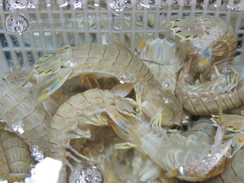 椒盐琵琶虾