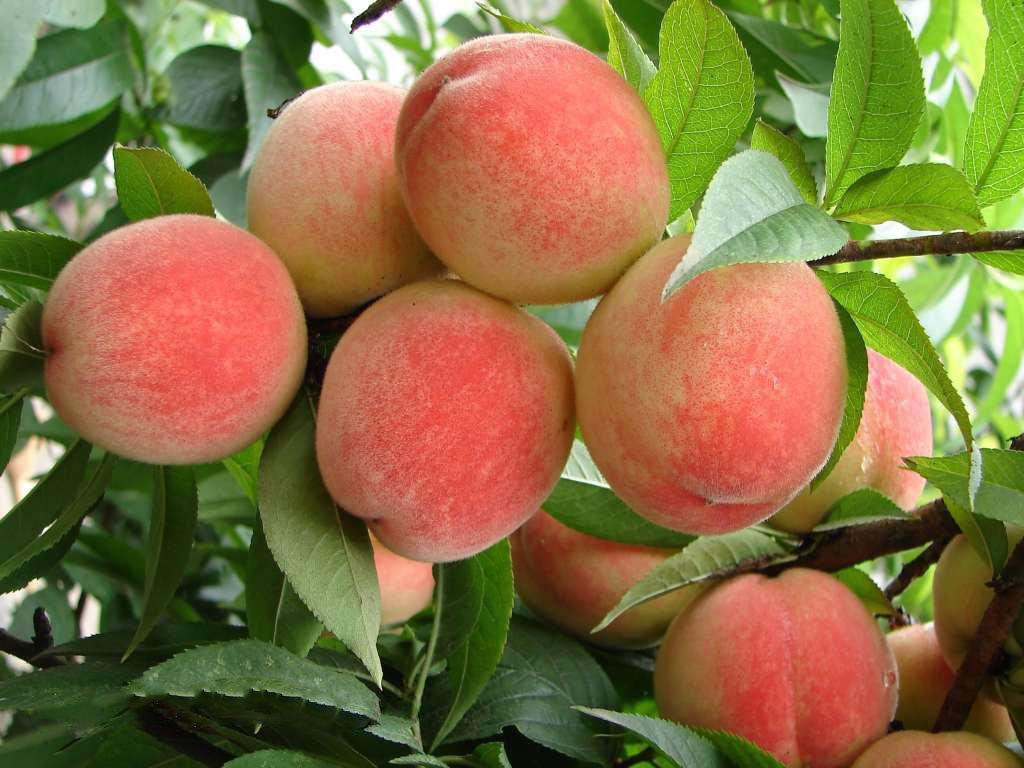 桃子的种类