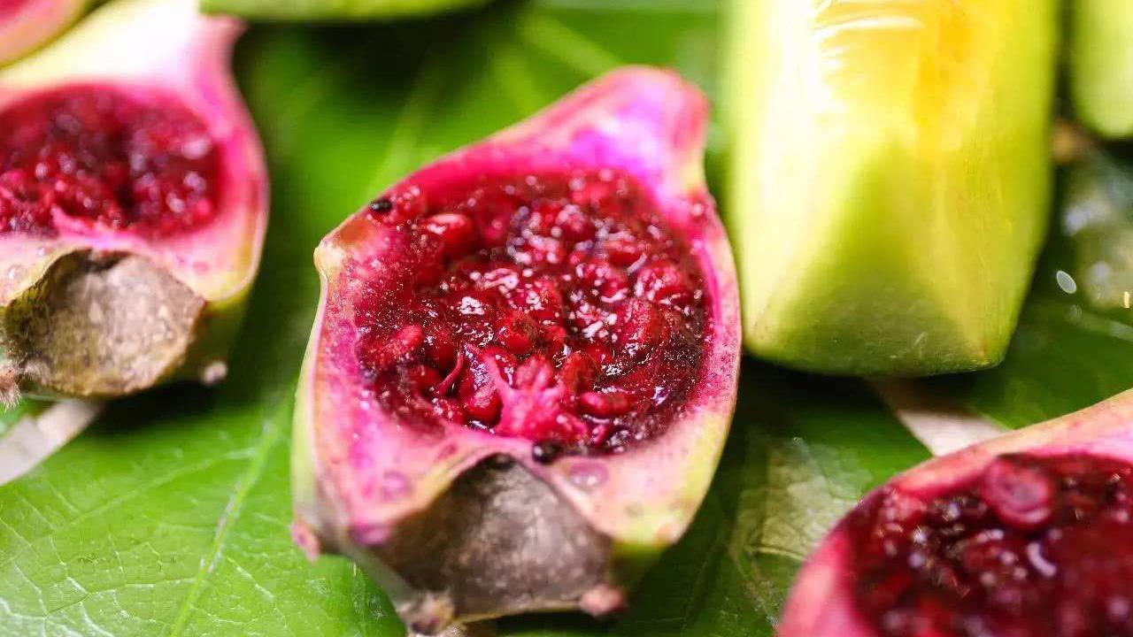 仙人掌果的籽能吃吗