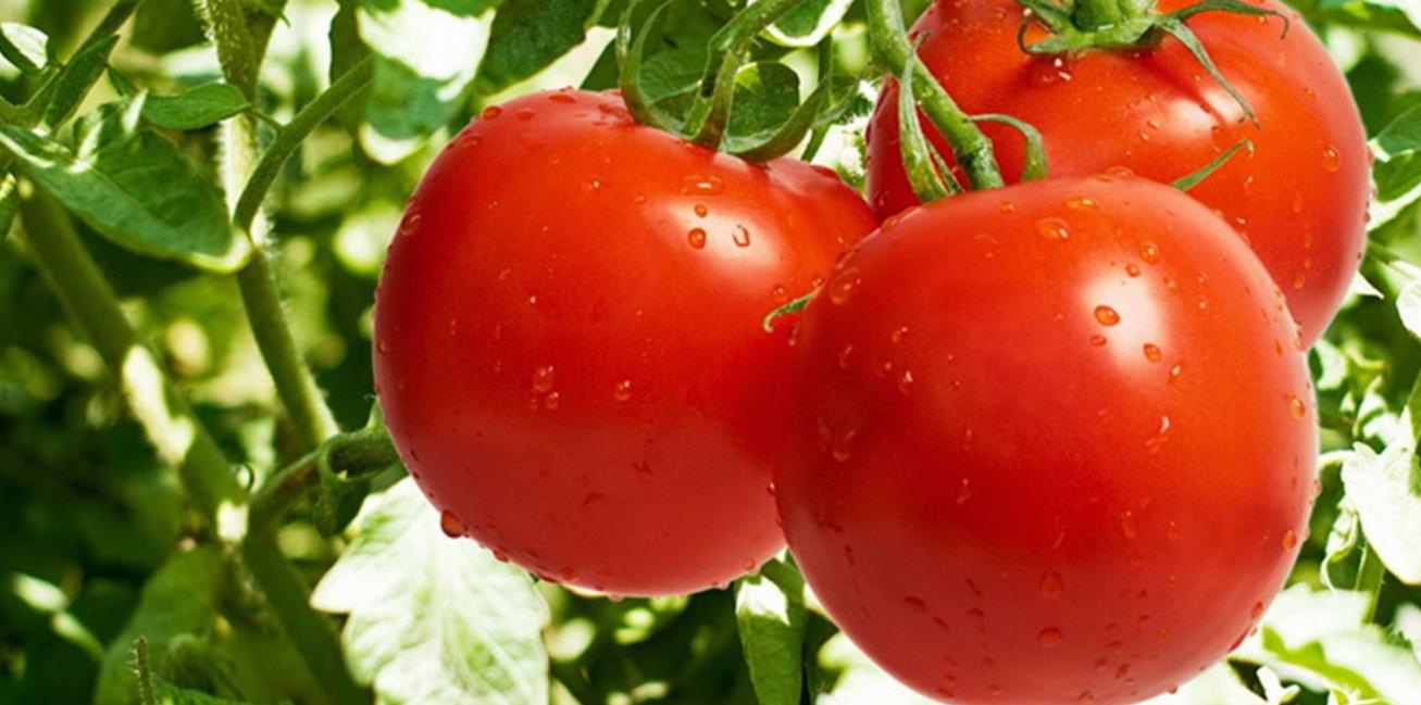 西红柿炖排骨