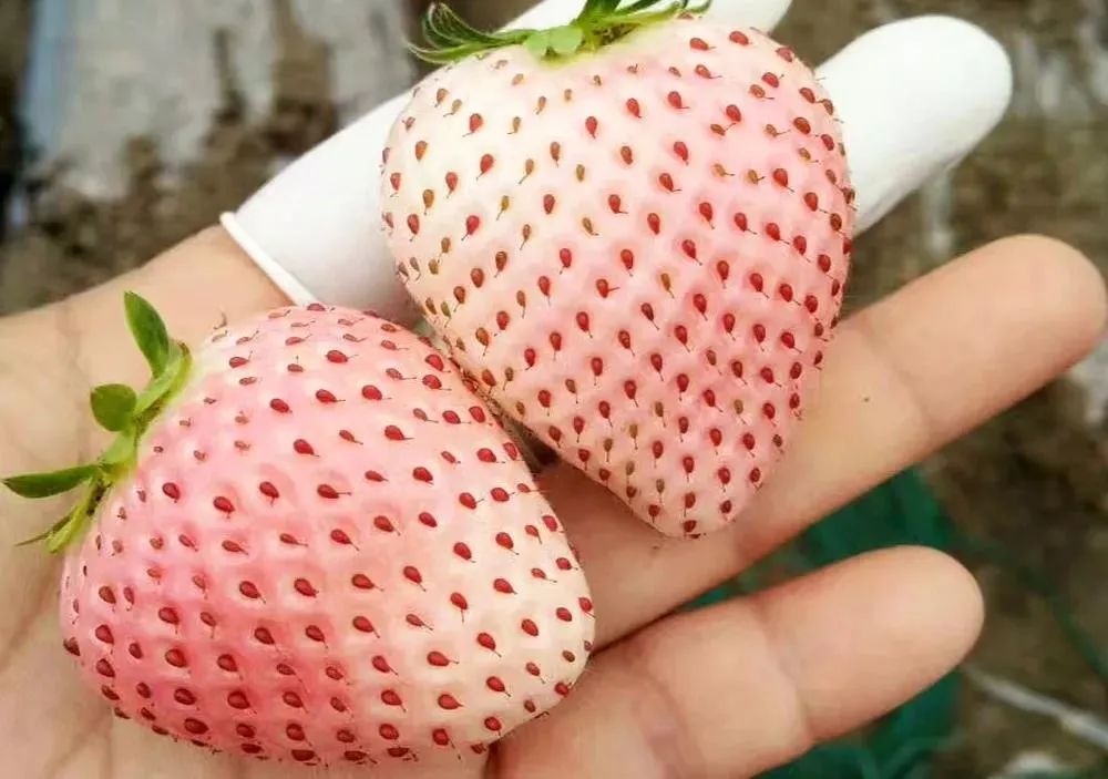 菠萝莓的食用方法