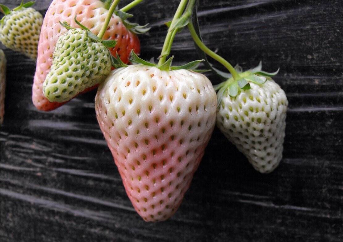 菠萝莓
