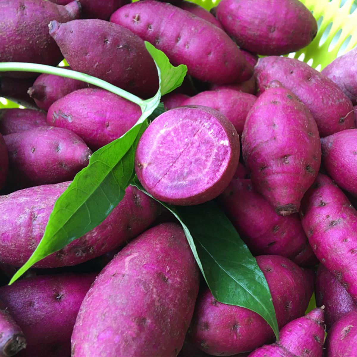 紫红薯价格